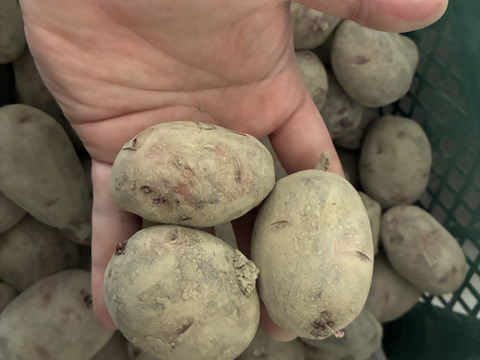 【ミニサイズの訳あり！】コクと甘味が特徴のねっとり系！『グラウンドペチカ』 ジャガイモ (5kg)