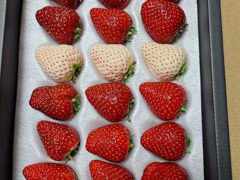 【大容量３トレー】おうちでワイワイ！家庭用＆加工用イチゴ【訳あり４人分】【いちご食べ比べ】