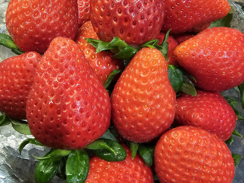 【贈答用】品評会最高金賞受賞 朝採れ甘熟いちご (800g x 2箱) みなさんで美味しくたくさん召し上がれます♬