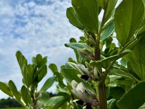 初夏の旬！🫛✨オーガニック空豆　2kg 
Organic Fava beans 【有機JAS認証取得】
