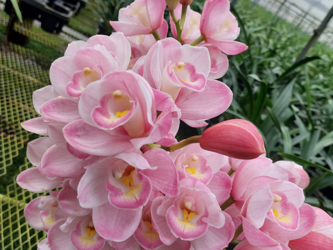 【訳あり】シンビジウム 切り花 大 cdfffab9d332aad2b8f14faab35c98
