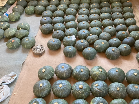 三浦栗かぼちゃ5～7個　10ｋｇ　　みやこ