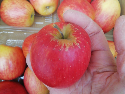 「スリムレッド」訳あり2.4キロ　ご家庭専用 ご好評販売中　ジューシーなかわいいりんご