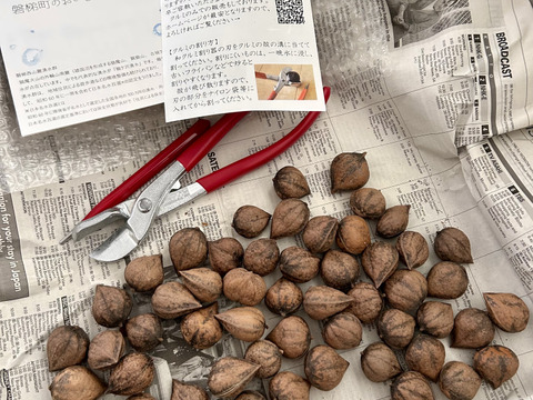 【ネコポスで送料安！】希少な会津産の姫ぐるみ400gと和クルミ割り器のセット。上質で新鮮なオメガ3を割りながら食べる贅沢な時間。