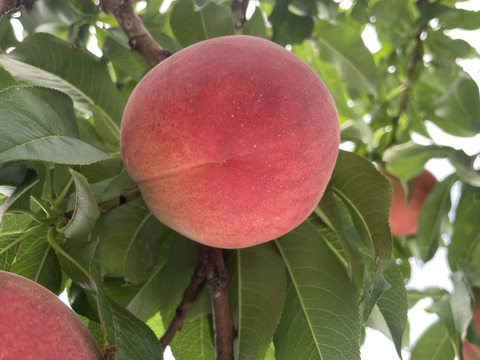 【贈答用】いまや希少品種！「川中島白鳳」2㎏（5～8玉）