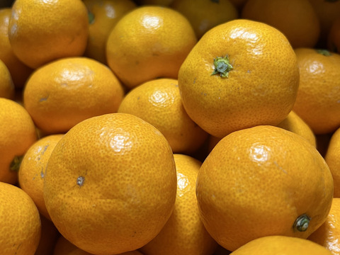 長崎の【完熟小玉】原口早生みかん(約5kg)