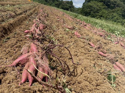 【ベビーサイズ❣️】熟成1ヶ月超え！紅はるか（2kg）(茨城県産)・(サツマイモ)(Sサイズ)(土付き)
