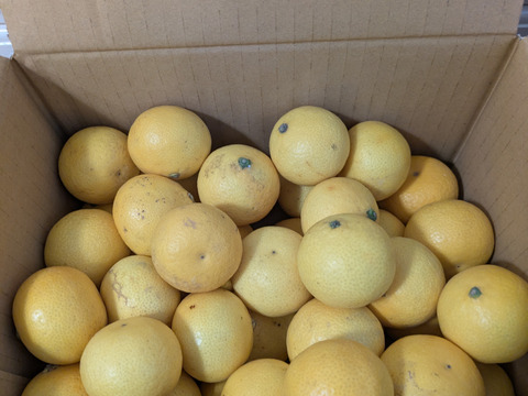 みかん・柑橘グランプリ2026金賞受賞！【希少フルーツ】【2026年産】熟ウマ☆小玉・湘南ゴールド（Sサイズ）　２ｋｇ