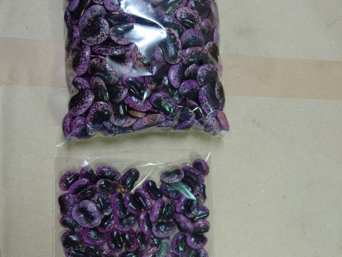 【自然栽培】高原花豆（紅花いんげん）令和7年産、1kg、中〜大粒（A.B混み）おまけ付