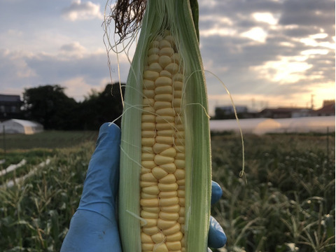 朝どりトウモロコシ10本　☆農業始めて以来、農薬や化学肥料を使っておりません☆