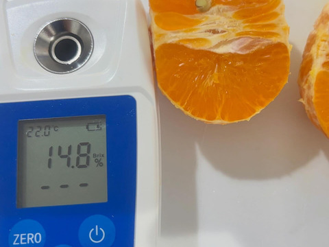 訳あり）　濃厚で甘い！　春みかん　カラマンダリン　５kg　箱込み