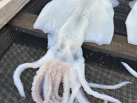 ぷりぷり★ヤリイカ一夜干し【中サイズ】