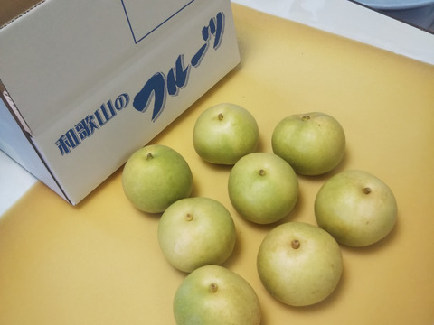 二十世紀梨 7～10玉 2.5ｋｇ