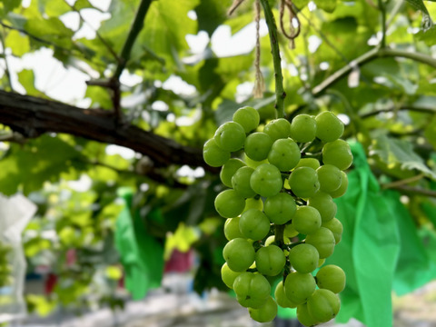 《おすすめ》ぷりっと可愛い瀬戸ジャイアンツ1kg2〜3房セット