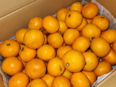 食べ始めると止まらない広島産いしじミカン 小玉 5kg