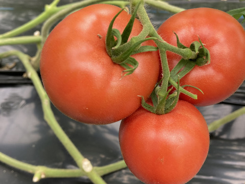 完熟フルーツ濃縮トマト！濃い味トマト 1㎏/箱程度(12～15玉/箱)