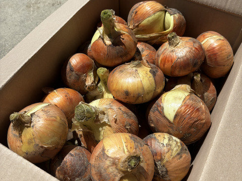 🉐【自然栽培】特大玉ねぎ13kg