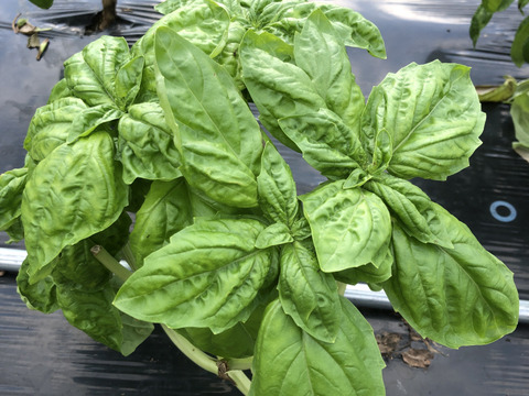 バジル　ナポレターノ　200g　化学農薬不使用　流通していません　希少　濃厚な香りと味