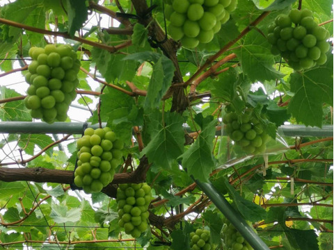 よくばりセット　シャインマスカット1房
ラ・フランス5.6玉