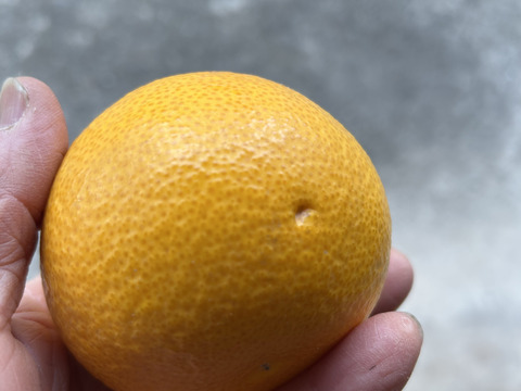 『紀の川八朔』　訳あり（外皮）　M〜２L混合5kg  味は一緒　ご家庭用　お得です！