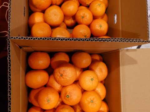 10Kg　甘みとオレンジの様な香り、その両方が組み合わさった食味、はれひめ