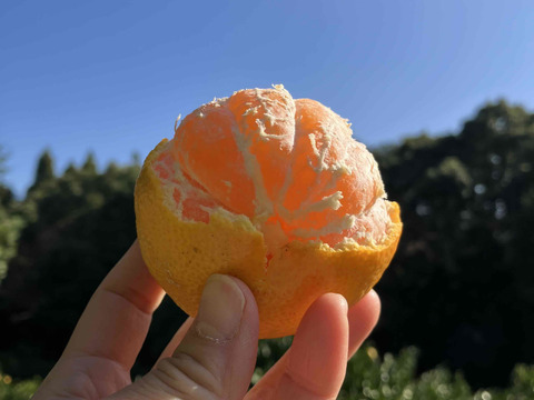 大地の恵みがたっぷり！ほどよい酸味と甘さで生命の息吹を感じる！力強く味の濃い　青島みかん10ｋｇ箱込み　（温州）　S～2Lサイズ　なくなり次第終了！となります！