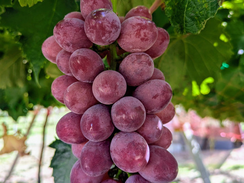 長野県産　サニールージュ３～４房入　種無し