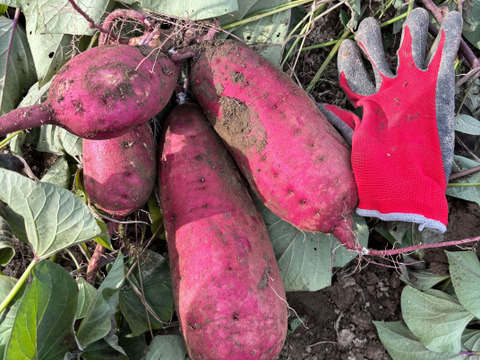 べにはるか　M 20キロ 訳あり 新物】土付き べにはるか さつまいも 20kg 規格外：茨城