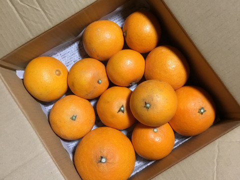 【ご家庭用】完熟甘～い愛媛まどんな２ｋｇ 農薬不使用 自然栽培 愛媛県産