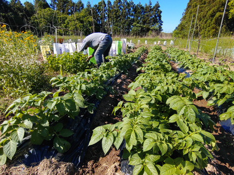 【お買い得☆旬の野菜セット（10品〜13品目）☆７月☆８月】新鮮お野菜🌿🫛🧅農薬、除草剤、化学肥料等、一切不使用☆ゆうパック🏣80サイズにたっぷりお入れいたします☆