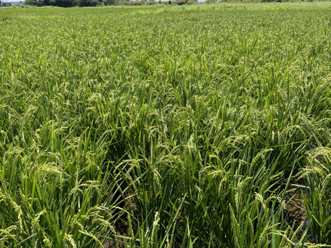 地球と体に優しいお米！「くまみのり」3キロ！！