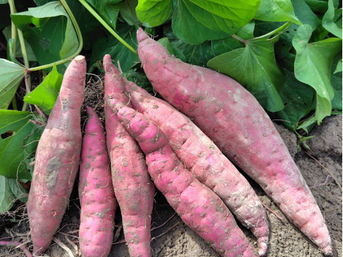 自然栽培【紅はるか】さつまいも　希少いも5キロ固定種 在来種（ 淡路島産）農薬不使用　無肥料栽培