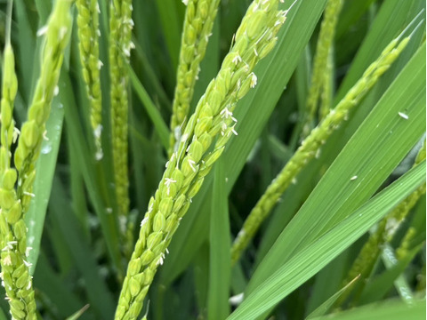 令和6年産【にじのきらめき白米５kg】一般栽培