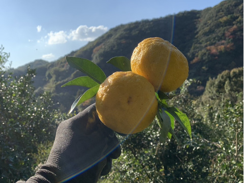 癒しの香り♪約2ｋｇ、本柚子（ゆず）、少し傷あり、サイズ混合