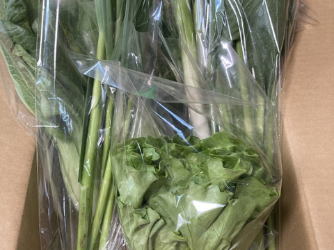 Lサイズ ＊旬野菜セット(約10~11品)【農薬：栽培期間中不使用】