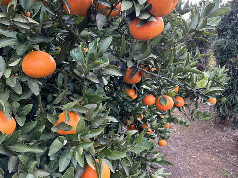 【愛媛県産】いよかん 10kg