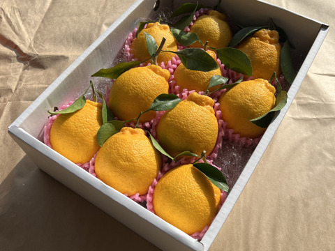 数量限定[お歳暮] 冬の味覚【不知火柑】大人気！熊本名産初モノ加温栽培！９～10玉 化粧箱  [贈答] [自宅用] にどうぞ！ とっても爽やかジューシー♪ 【冬ギフト】
