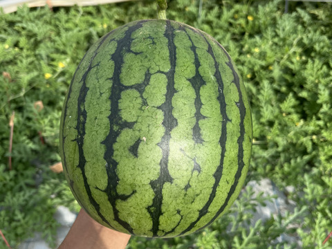 ms9千葉県産まる朝大玉スイカ良品Lサイズ1箱2玉入り 超大玉スイカ 約9