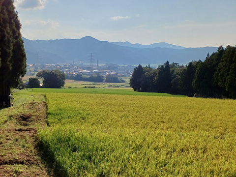 自然栽培　ハッピーヒル　１０ｋｇ　農薬不使用「令和６年産」