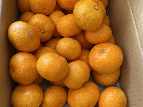 リピーター続出の人気商品！『三ヶ日早生みかん』ご家庭用5kg