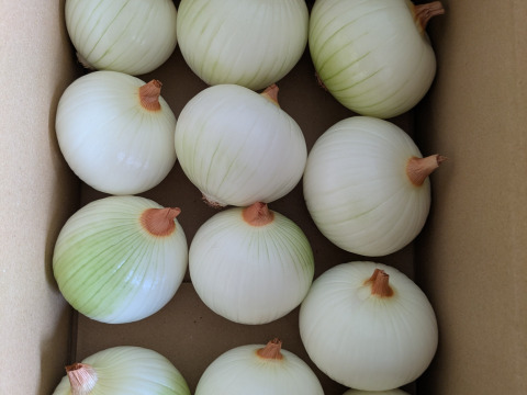 博多の夏野菜セット　7品