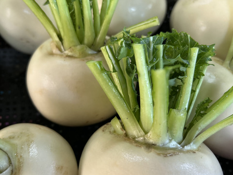 桃カブ　1kg    白カブ　1kg