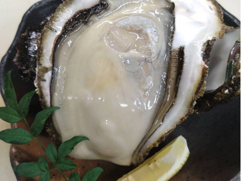 《日間賀島産》素潜り漁採取，天然岩牡蠣
超特大サイズ【下処理して発送致します‼︎※写真7枚目】濃厚な旨味、海のミルク、2Kg2.3個入
