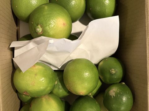 どちらも２級品　ライム　ベルガモット合わせて１.8ｋｇ セット【柑橘食べ比べ】