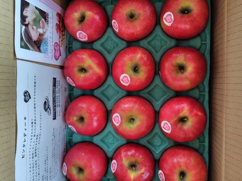 発送中🍎 ピンクレディー®︎3キロ箱  長野県 信州 安曇野 リンゴ 幻 幻のリンゴ 予約 希少 旬 6玉〜16玉サイズ 商品ID42100 ピンクレディー