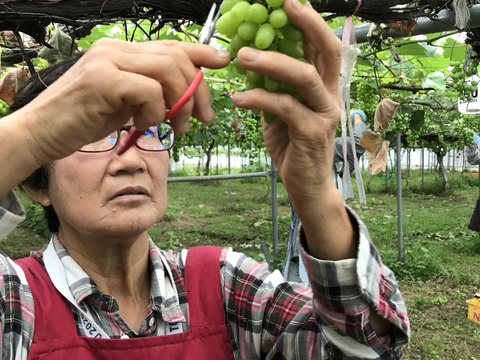 【食品ロス削減‼️訳あり品】粒シャインマスカット（約1㎏）