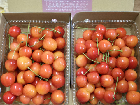 常温便】朝どりさくらんぼを直送！M～2Lサイズ1kg(500gﾊﾟｯｸ×2
