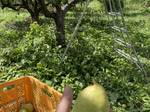 農薬節減★洋梨 マルゲリット・マリーラ 約5キロ/バラ詰 10〜20個 家庭用 【9月上旬〜】