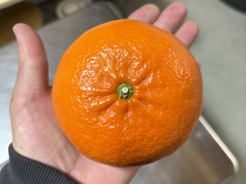 【貴重な柑橘】せとかの姉妹品種！麗紅（れいこう）　家庭用約5㎏　（予約商品）