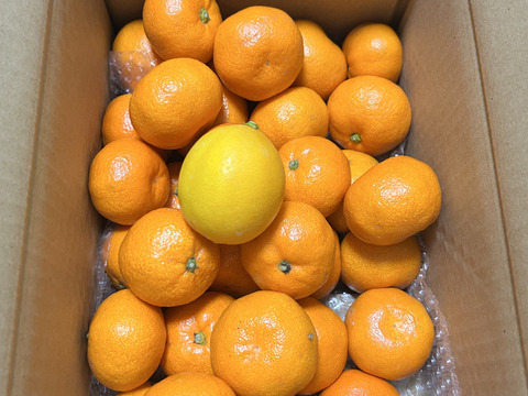 箱込約3㌔　濃い濃い薄皮みかん
